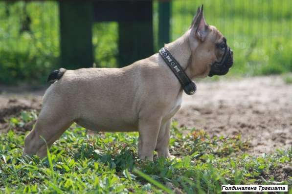 Французский бульдог щенки в Москве фото 9