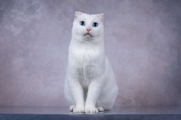 Белая голубоглазая вислоухая кошка Поэзия в дар