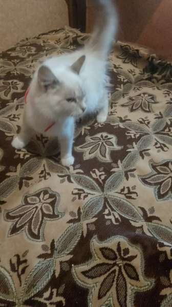 Котенок Снежинка в Брянске фото 3