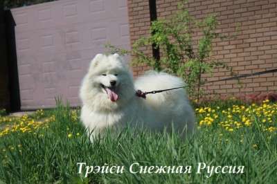 Самоед щенки в Иркутске фото 3