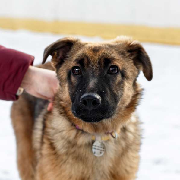 Умница Арья ищет дом! в Москве фото 10