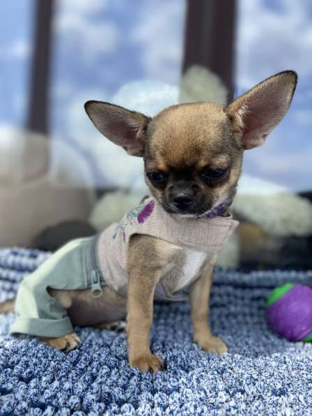 Мини малышка тип кобби в фото 3