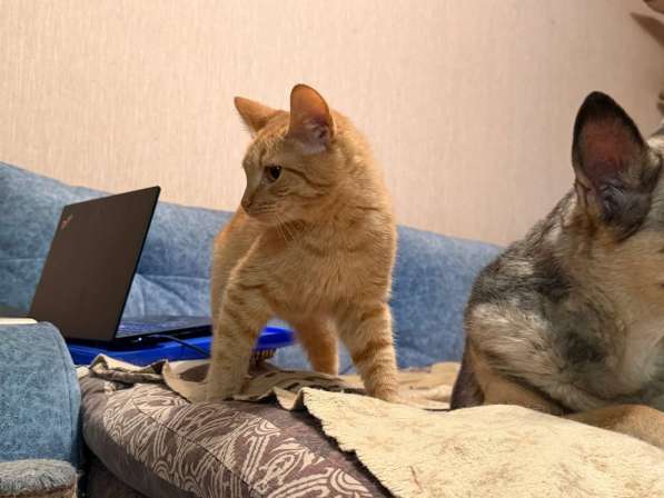 Хороший ласковый котёнок-рыжик в Санкт-Петербурге фото 12