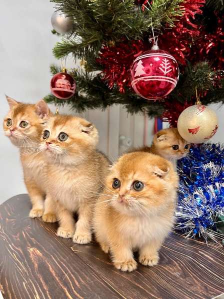 Шотландская золотая шиншила вислоухая в Новороссийске фото 3