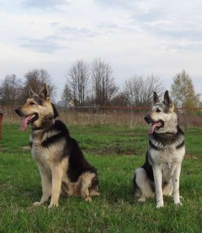 Щенки ВосточноЕвропейской Овчарки, ВЕО, в Москве фото 4
