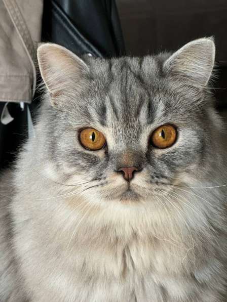 Кот в добрые руки в Самаре фото 4