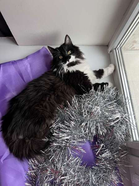 Скромный котик Гарри ищет семью!