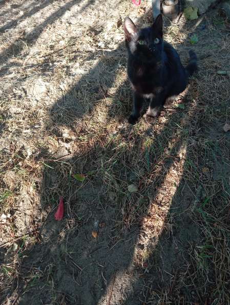 Самый лучший котенок в фото 5