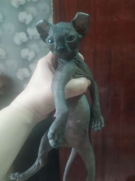 Котята породы Эльф девочка и мальчик