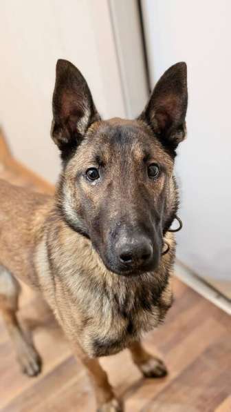 Красавчик Анзор ищет дом