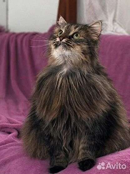 Кошка Мышка даром в Москве фото 3