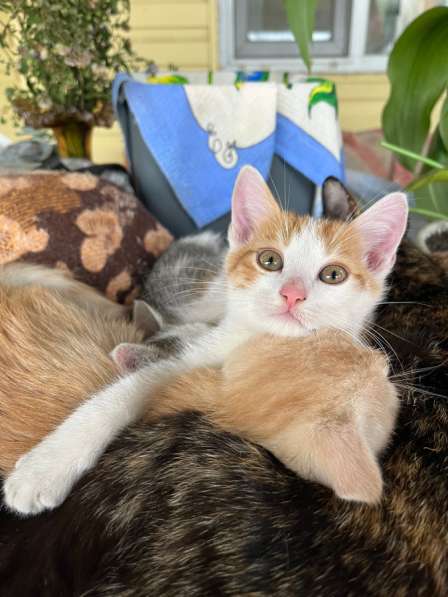 Отдаем котят в добрые руки! в Лениногорске фото 4
