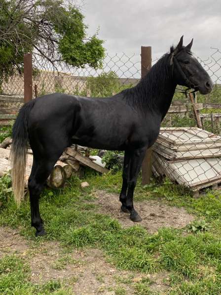 Цена 550 порода англакабарлинец