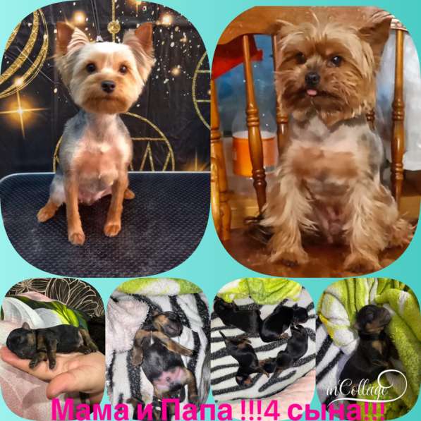 Продаю щенков йоркширский терьер