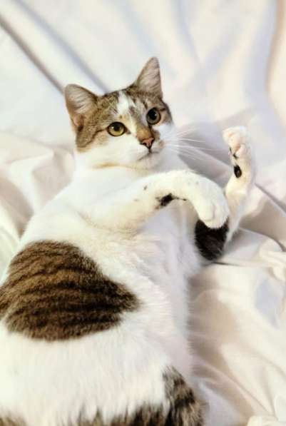 Замечательный котик Бантик мечтает о семью в Москве