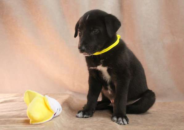 Малюсенькие красивые щеночки ищут дом в Санкт-Петербурге фото 7