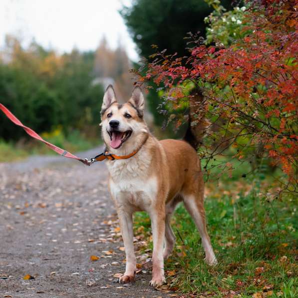Красивый активный пёс Маффин ищет дом в Санкт-Петербурге фото 4