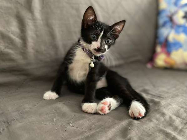 Черные котята-малыши ищут дом в Санкт-Петербурге фото 3