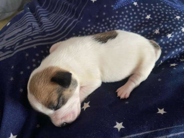 Щенки Джек-Рассел-терьера в Омске фото 4