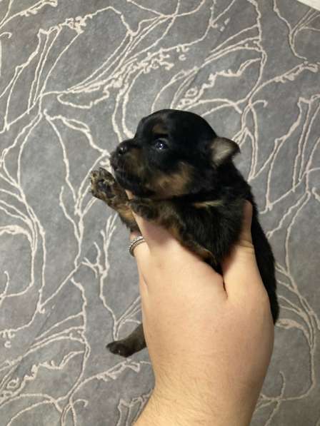 Продам щенков шпица в Иванове фото 11