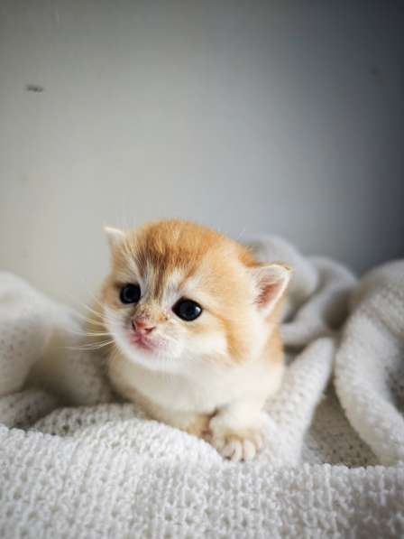 Британские котята в окрасе золотая шиншилла в фото 11