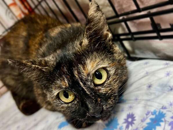 В добрые руки черепаховая кошечка Муся! в Москве