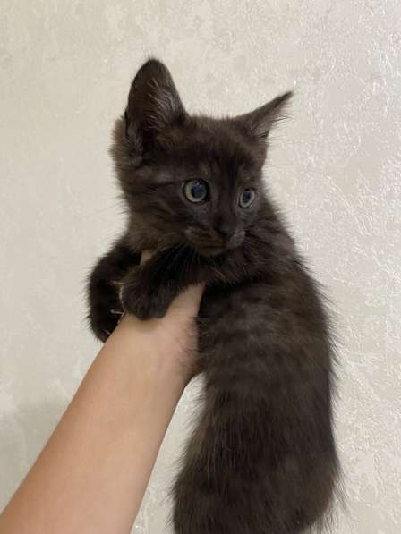 Котята