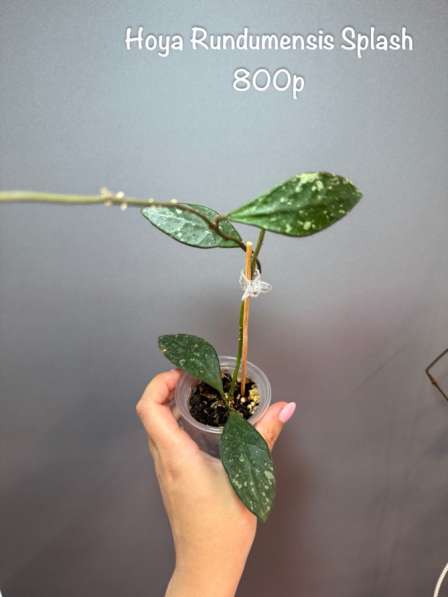 Хойи укорененные в Москве фото 5