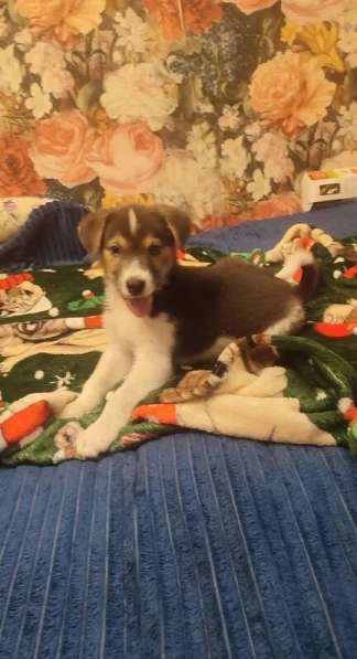 Маленький харизматичный щенок ищет самые добрые ручки! в Москве фото 3