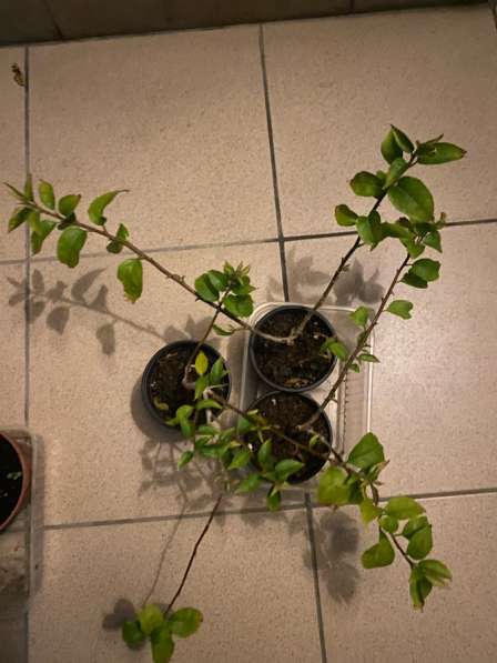 Бугенвилия