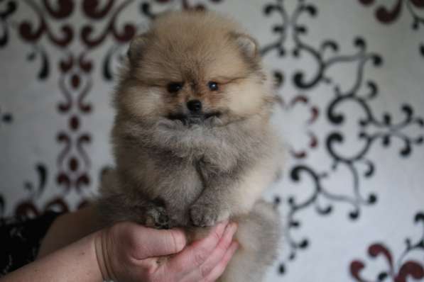 Щенки померанского шпица в Ярославле фото 6