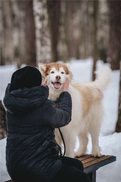 Красивый пёс АрОн в добрые руки! в Москве фото 9