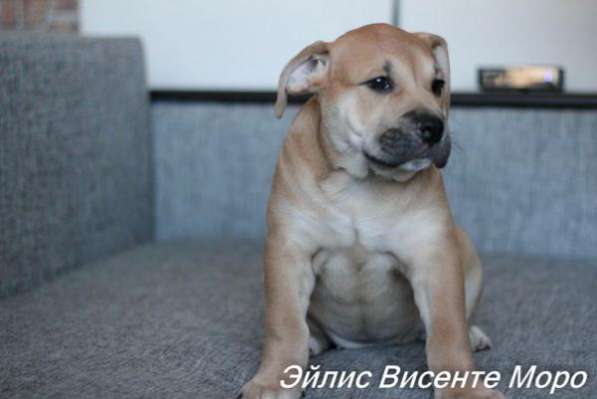 Продаются щенки ка де бо в Санкт-Петербурге фото 5