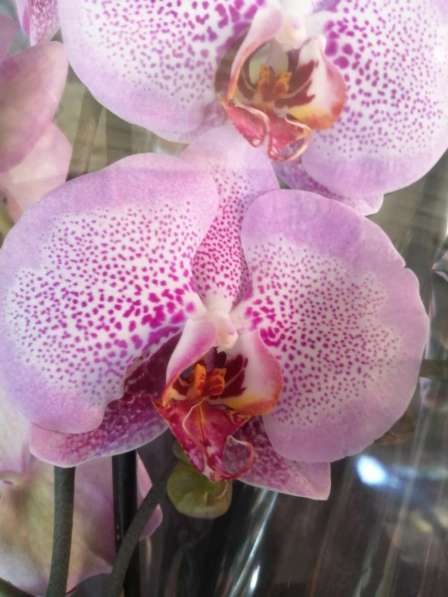 Орхидея в Невинномысске фото 8
