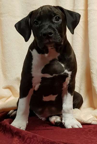 Американский стаффордширский терьер МАЛЬЧИК в Москве фото 3