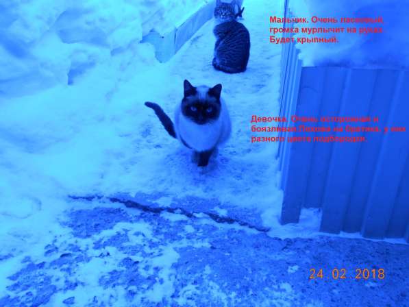 Котята-подростки в Новосибирске фото 10