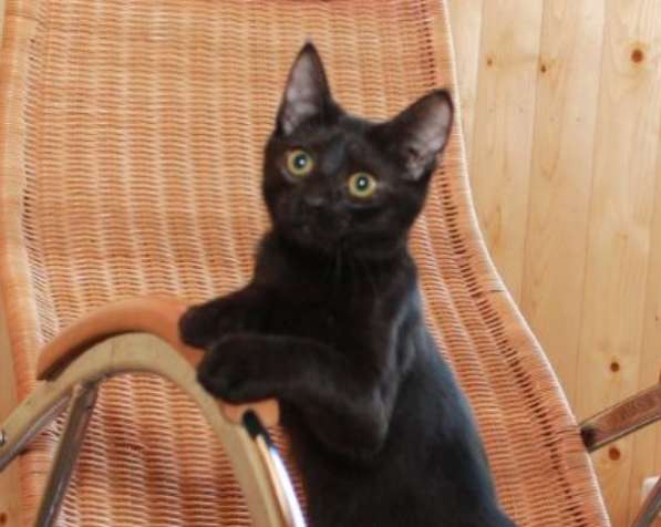 Котята в добрые руки. Рыжие девочки в Москве фото 28