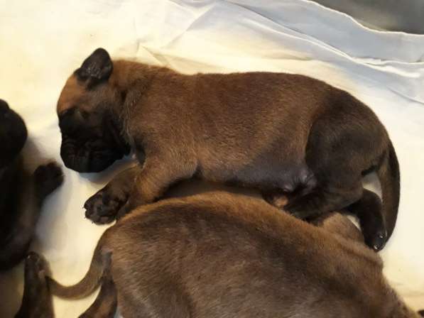 Палевые и тигровые щенки немецкого дога в Москве фото 7