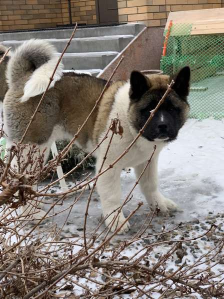 Акита в Ростове-на-Дону фото 61