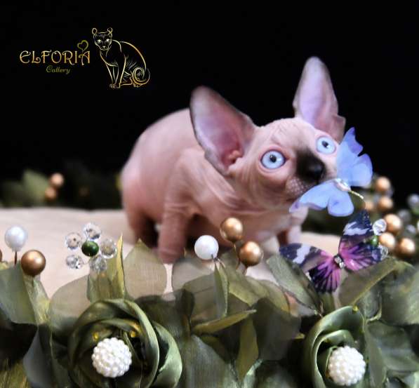 Котята Sphynx, Elf в фото 7