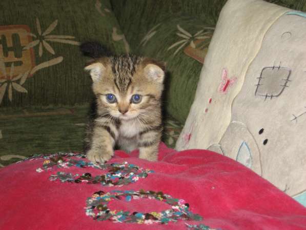 Котята шотландской породы в Самаре фото 17