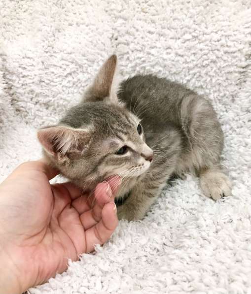 Котёнок в дар – малыш Матроскин в Москве фото 8