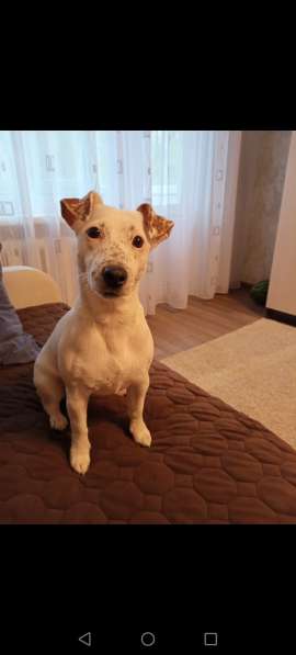 Щенки Джекк Рассел терьер в Волгограде фото 3