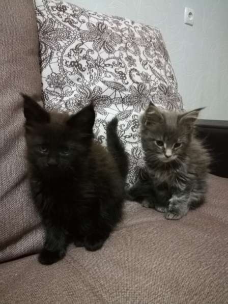 Котята породы Мейн-кун в Саратове фото 6