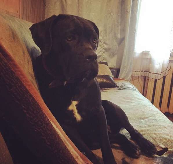 Дрессировка собак в Москве