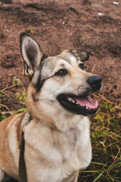 Добрейшая и милейшая собака ищет дом в Санкт-Петербурге фото 18