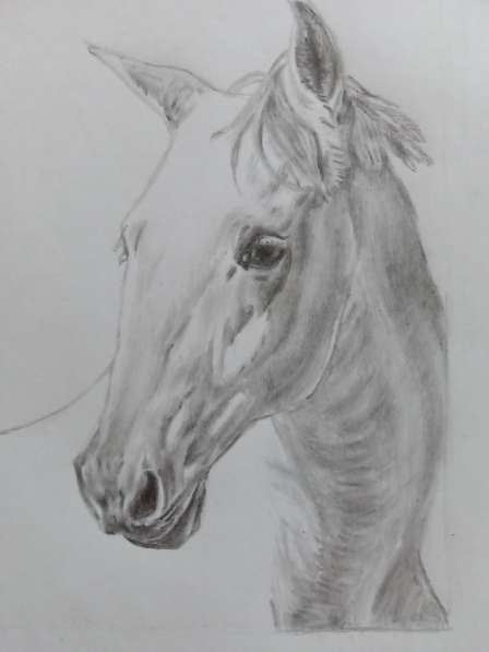 Рисунок лошади белой