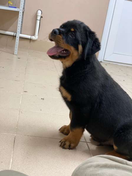 Puppy boy Rottweiler 03.10.2020 в фото 8