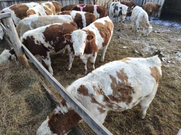 Коровы из России в Сибае фото 8