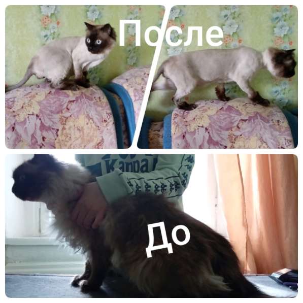 Стрижка кошек в Усть-Илимске